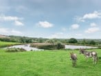 Camping in New Quay, West Wales (264429) #18 Camping in New Quay, West Wales (264429) #18
