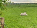 Cottage in Wittersham, Kent (277683) #50 Cottage in Wittersham, Kent (277683) #50