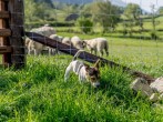 Camping in Threlkeld, Cumbria (279490) #11 Camping in Threlkeld, Cumbria (279490) #11