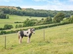 Camping in Cross, Somerset (279656) #13 Camping in Cross, Somerset (279656) #13
