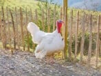Lodge in Ffestiniog, North Wales (281093) #19 Lodge in Ffestiniog, North Wales (281093) #19