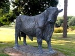 Builth Bull Builth Bull
