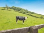 Lodge in Brecon, Mid Wales (283603) #32