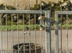 Lodge in Marykirk, Aberdeenshire (284253) #24 Lodge in Marykirk, Aberdeenshire (284253) #24