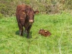 Camping in Barnacre, Lancashire (284348) #16 Camping in Barnacre, Lancashire (284348) #16