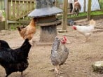 Lodge in Holsworthy, North Devon (29125) #39 Lodge in Holsworthy, North Devon (29125) #39