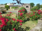 Beautiful red roses in the garden