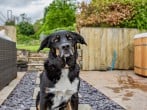 Cottage in Dulverton, Somerset (41133) #11 Cottage in Dulverton, Somerset (41133) #11