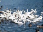 Swans on the River Ouse