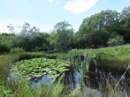 The waterlily pond to explore within the 4-acre smallholding