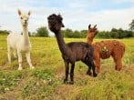 Meet the local residents with walks available by arrangement Meet the local residents with walks available by arrangement