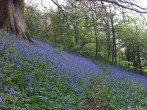 Bluebells spread out in the woods in spring