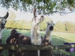 Meet the owner's llamas 