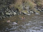 Mandarin ducks in the river 