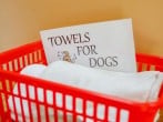 A warm welcome welcome awaits your canine companions as well A warm welcome welcome awaits your canine companions as well
