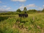Neighbouring Aberdeen Angus Neighbouring Aberdeen Angus