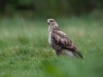 Or one of these magnificent buzzards Or one of these magnificent buzzards