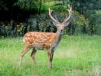 You could be lucky to spot one of these stunning deer You could be lucky to spot one of these stunning deer