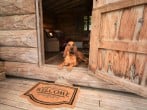 Your dogs are always welcome Your dogs are always welcome