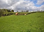Highland cows from the Veranda