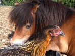Pony & Chicken 