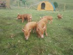 Watch beautiful rare breed pigs rooting around