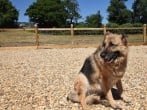 A holiday for the whole family - pooch included! A holiday for the whole family - pooch included!