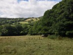 17 acres of land with horses, chickens and donkeys