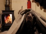 Your four-legged friend will feel at home in front of the fire