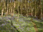 A gentle stroll through bluebell woods is a must!