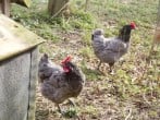 Resident chickens Resident chickens