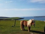 Say hello to the shetland ponies