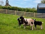 Cottage in Hereford, Herefordshire (79176) #42 Cottage in Hereford, Herefordshire (79176) #42