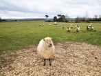 Cottage in Glastonbury, Somerset (79499) #15 Cottage in Glastonbury, Somerset (79499) #15