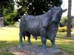 Bull at Builth Wells Bull at Builth Wells