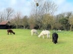 Lodge in Harleston, Norfolk (86928) #2 Lodge in Harleston, Norfolk (86928) #2