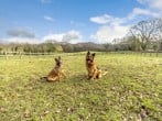 Dog friendly enclosed play paddock in front of the lodge Dog friendly enclosed play paddock in front of the lodge