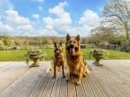 Two well behaved dogs are welcome Two well behaved dogs are welcome