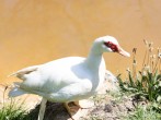 Saffron Lodge, 24 Roadford Lake Lodges #29 Saffron Lodge, 24 Roadford Lake Lodges #29