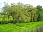 Cherry Blossom, Devon Heaven Hideaways #27 Cherry Blossom, Devon Heaven Hideaways #27
