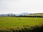 Hendre #42 Hendre #42