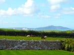 Bryn Môr #36 Bryn Môr #36