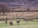 Stalker's Cottage - Torridon #26