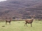 Stalker's Cottage - Torridon #28