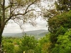 Treetops #35 Treetops #35