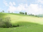 Rolling Hills #27 Rolling Hills #27