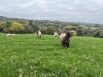 Shepherds Cabin at Titterstone | Hot Tub & Dog-Friendly near Ludlow #17