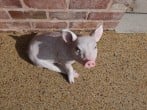 The Piggery #41