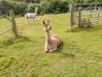 Shepherds Hut - The Crook #22