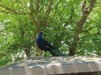 Beggars Roost #3 Beggars Roost #3